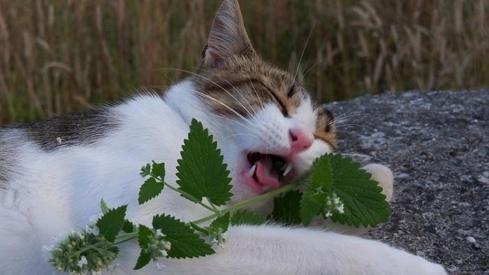 Video: Biểu cảm của chú mèo sau khi hít cỏ bạc hà mèo